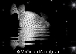 Fish with the stars. by Veronika Matějková 